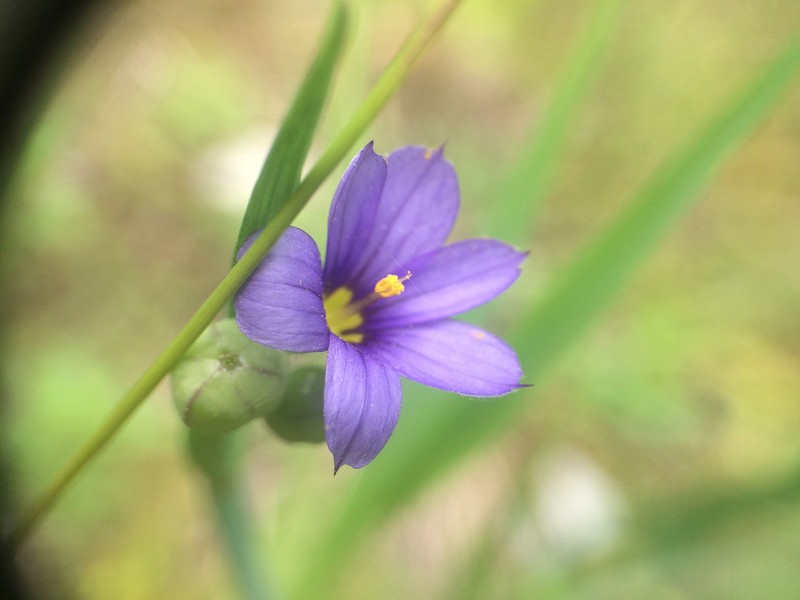 Sisyrinchium montanum var. crebrum photo 3