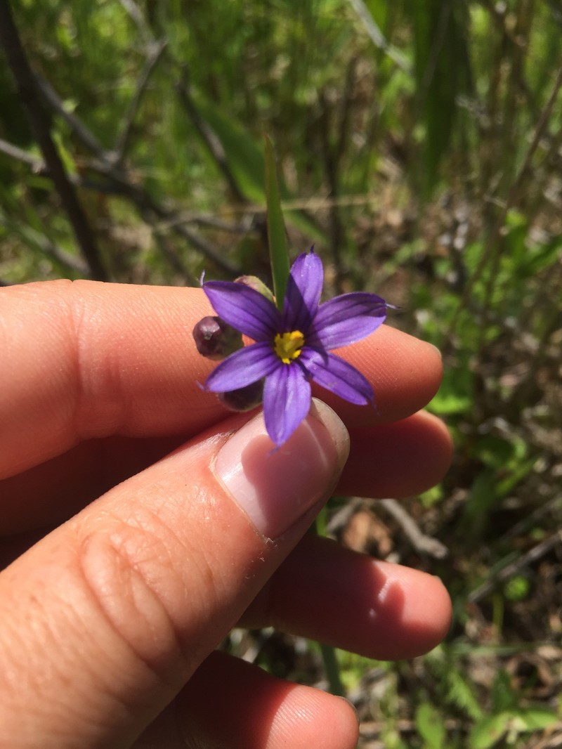 Sisyrinchium montanum var. crebrum photo 4