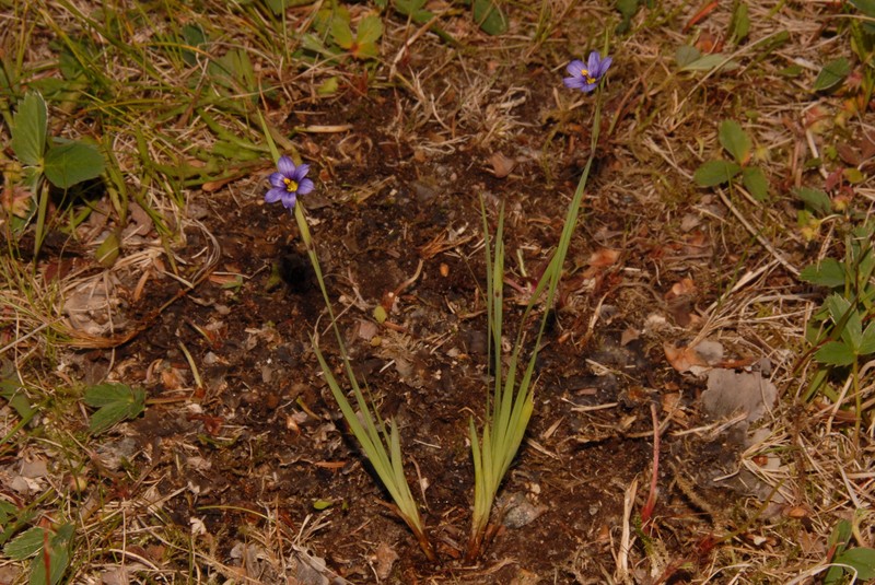 Sisyrinchium montanum var. crebrum photo 5