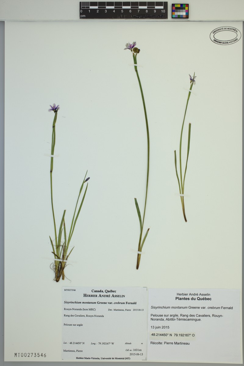 Sisyrinchium montanum var. crebrum photo 6
