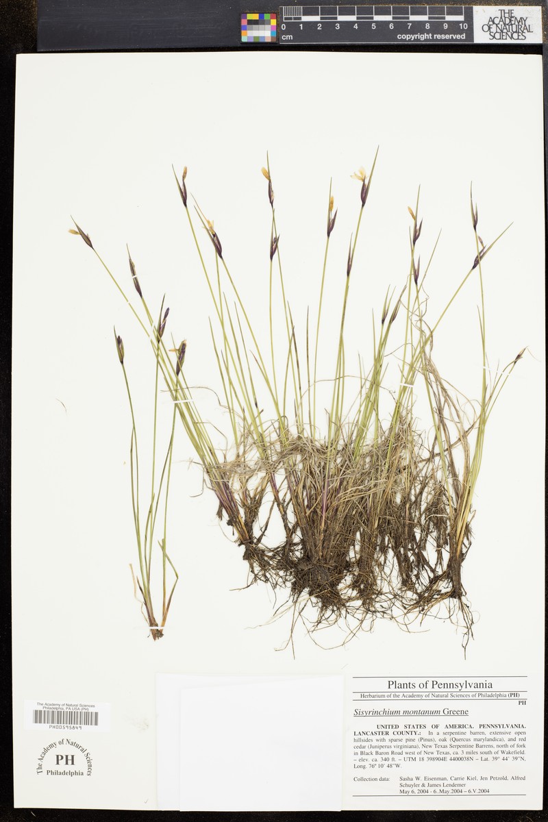 Sisyrinchium montanum var. crebrum photo 7