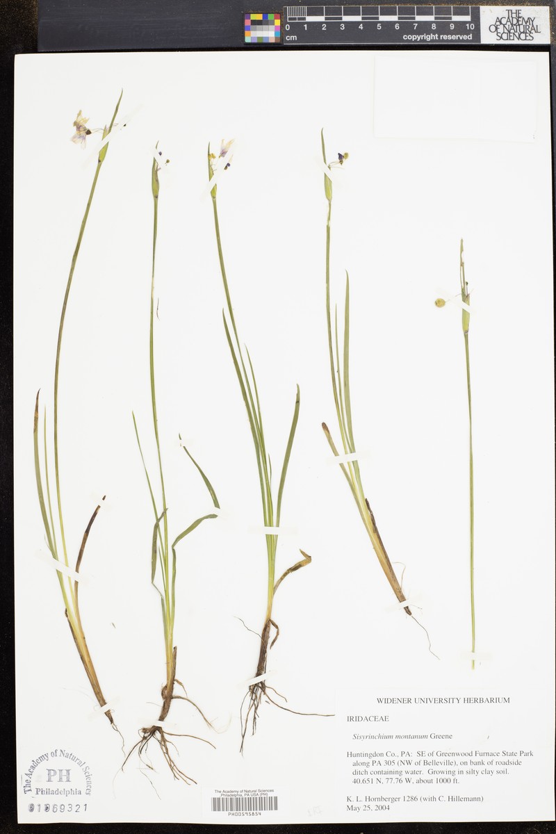 Sisyrinchium montanum var. crebrum photo 8