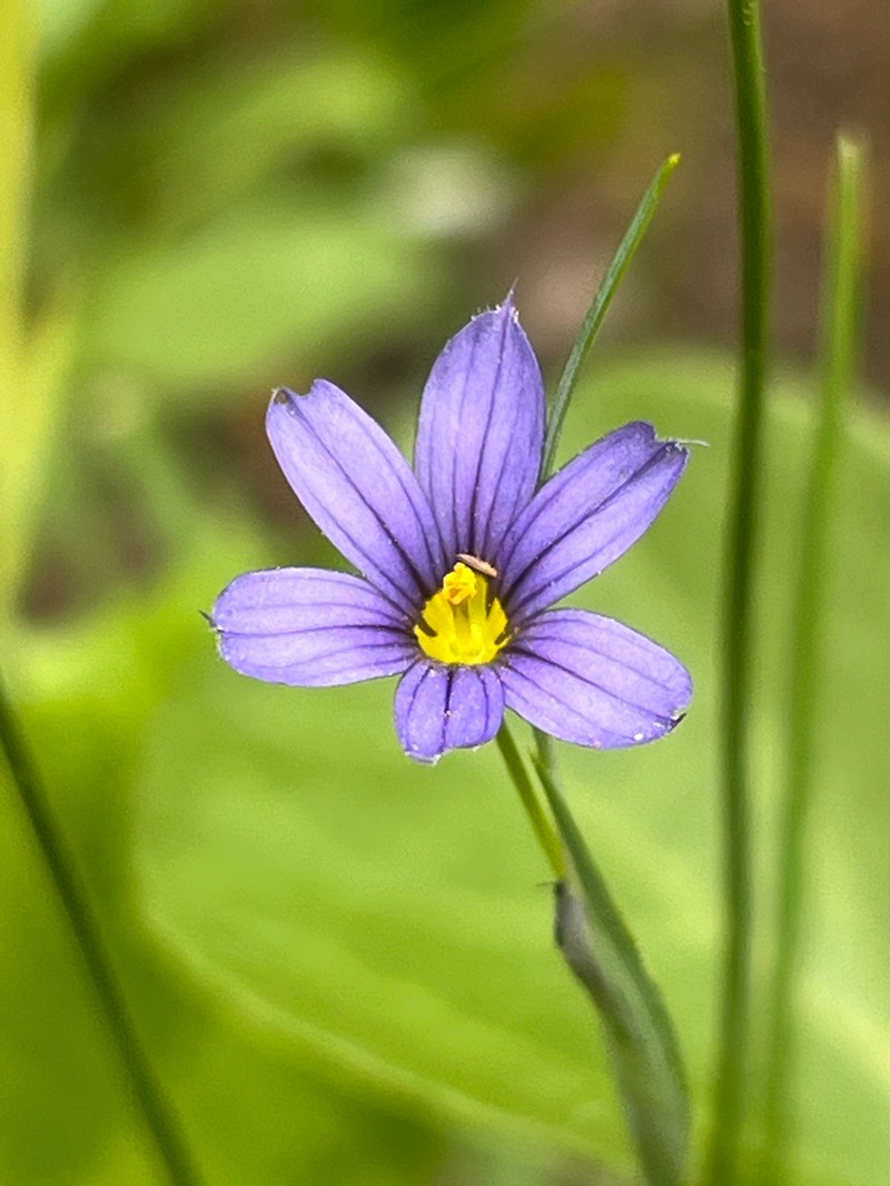 Sisyrinchium montanum var. montanum