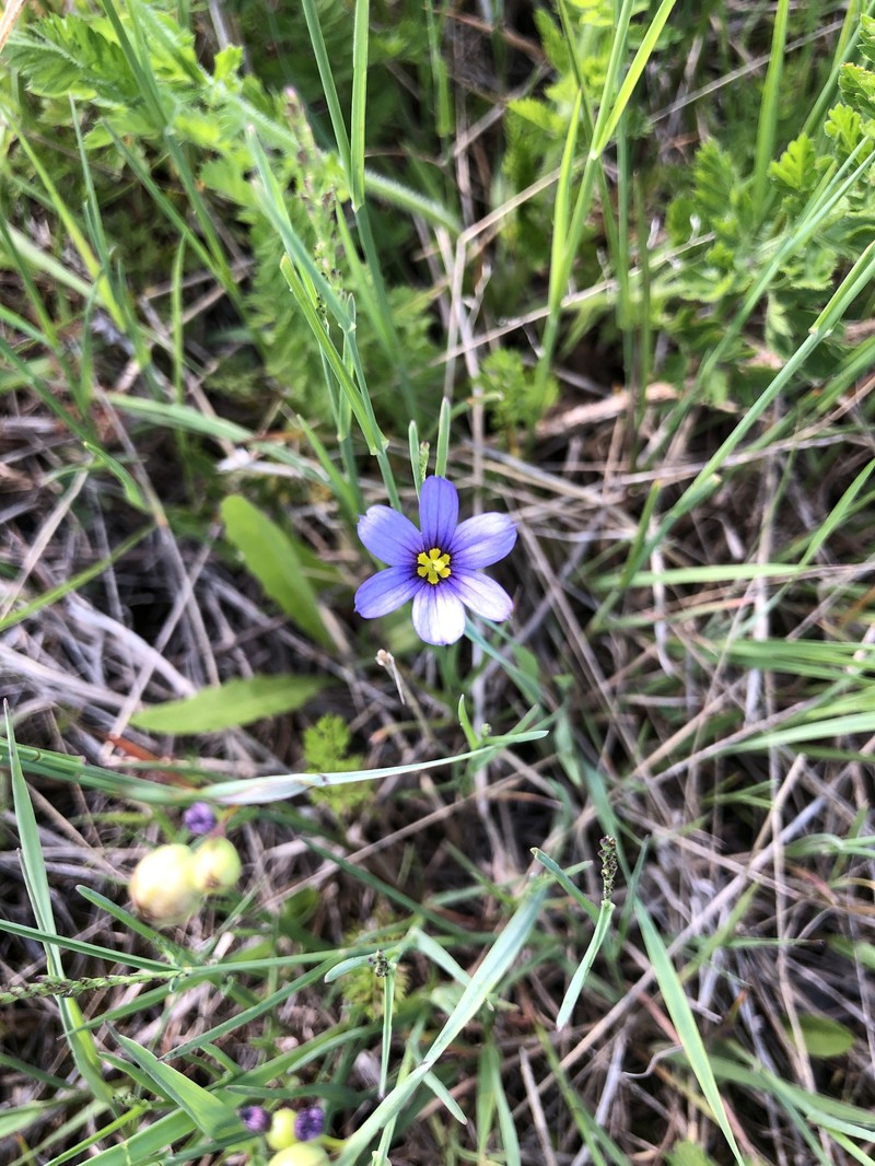 Sisyrinchium montanum var. montanum photo 2