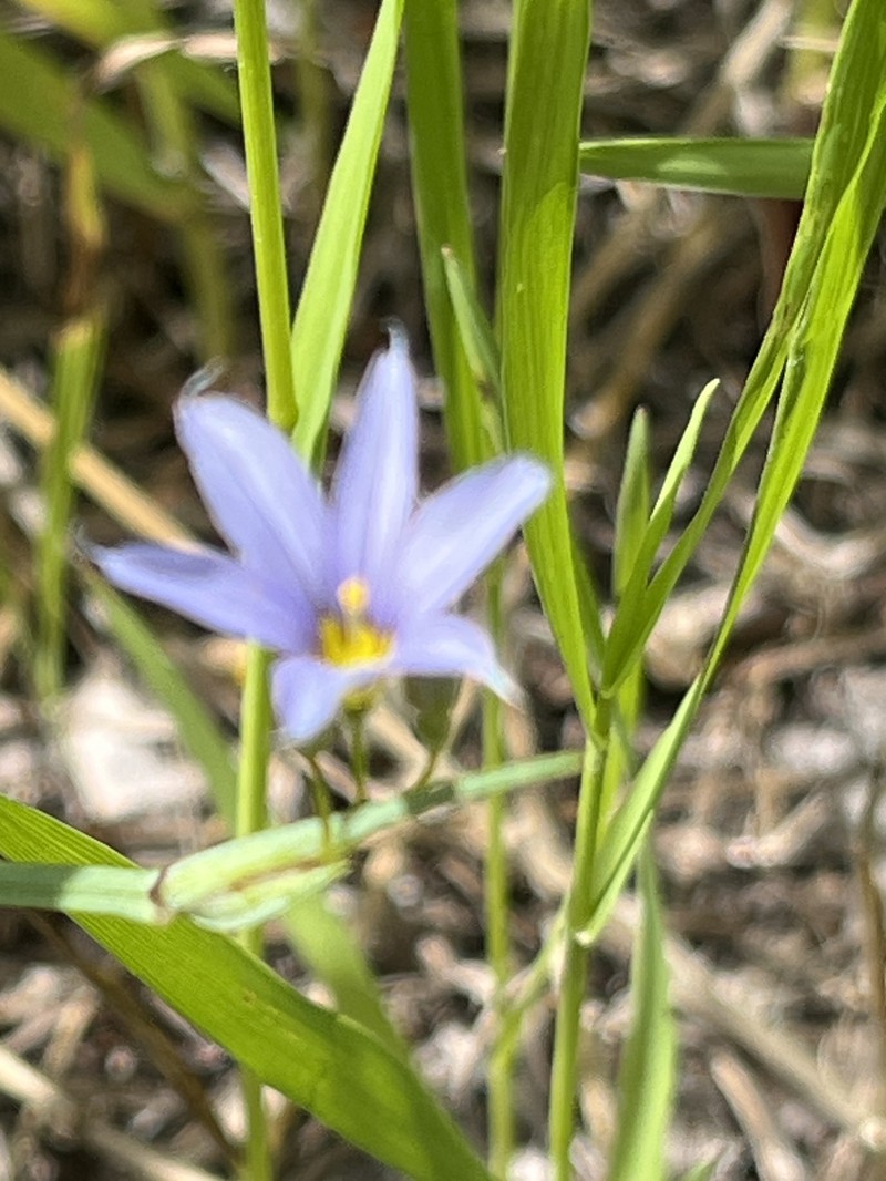Sisyrinchium montanum var. montanum photo 3