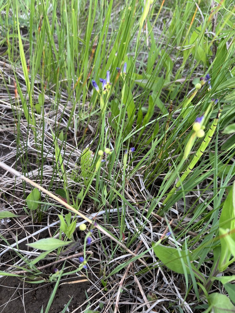 Sisyrinchium montanum var. montanum photo 4