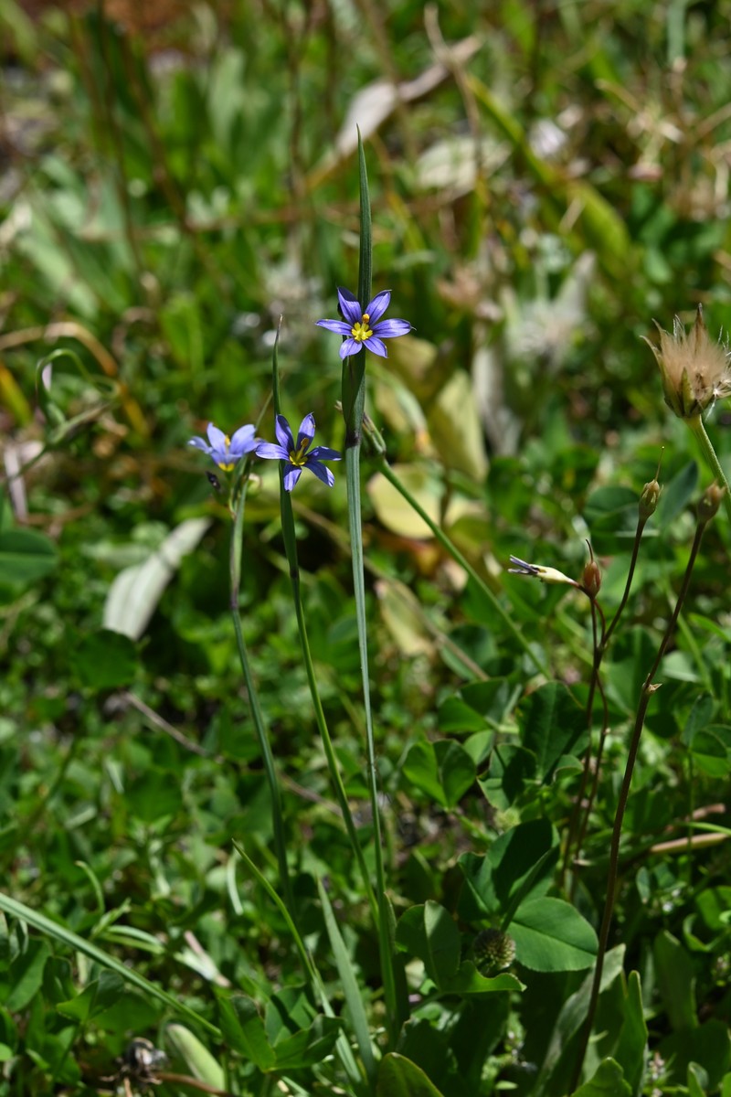 Sisyrinchium montanum var. montanum photo 5