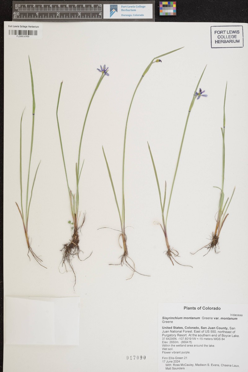 Sisyrinchium montanum var. montanum photo 6