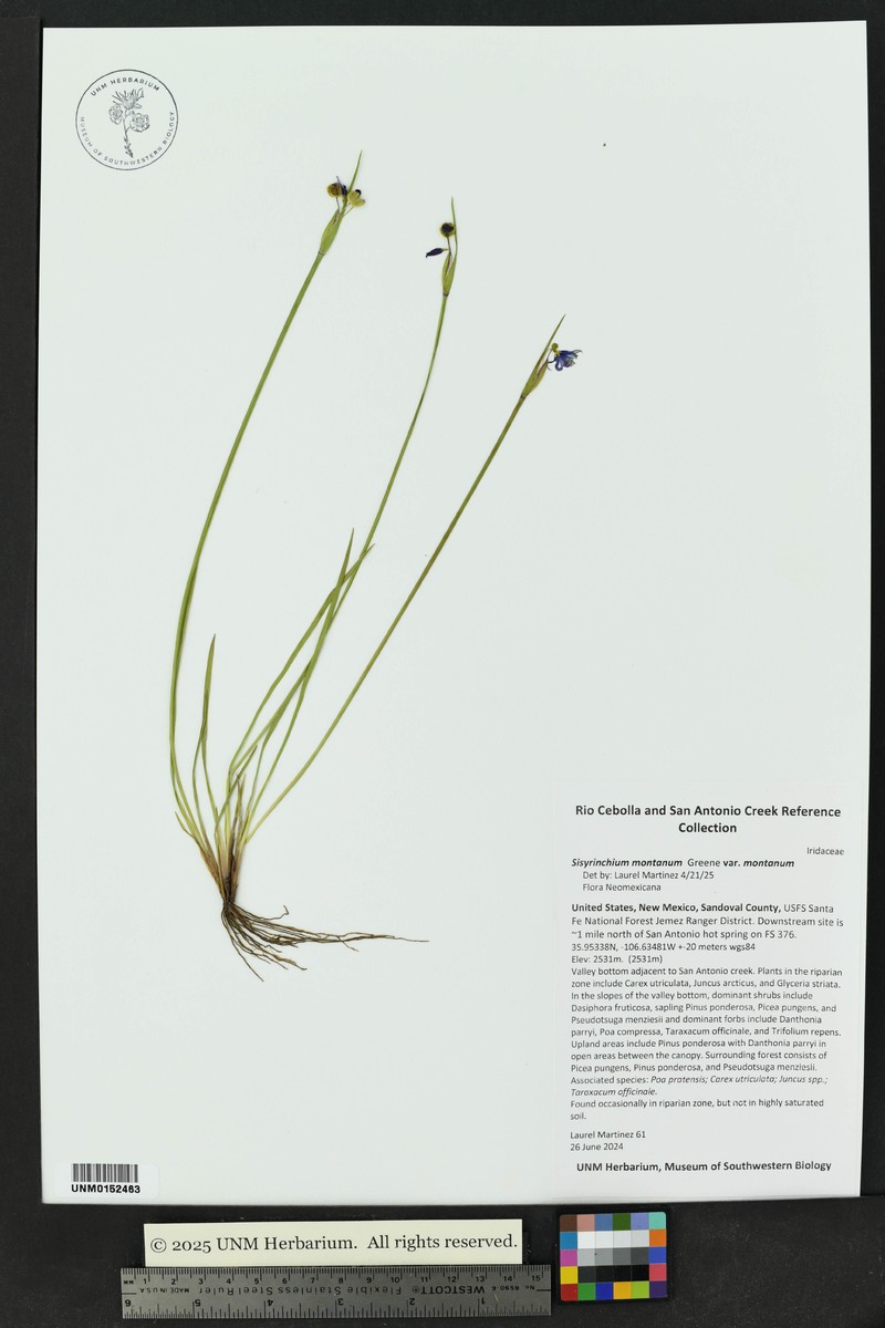 Sisyrinchium montanum var. montanum photo 7