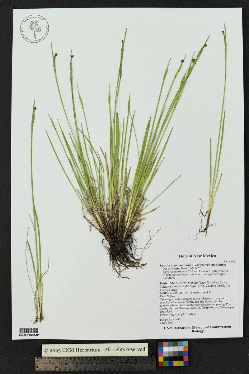 Sisyrinchium montanum var. montanum photo 8