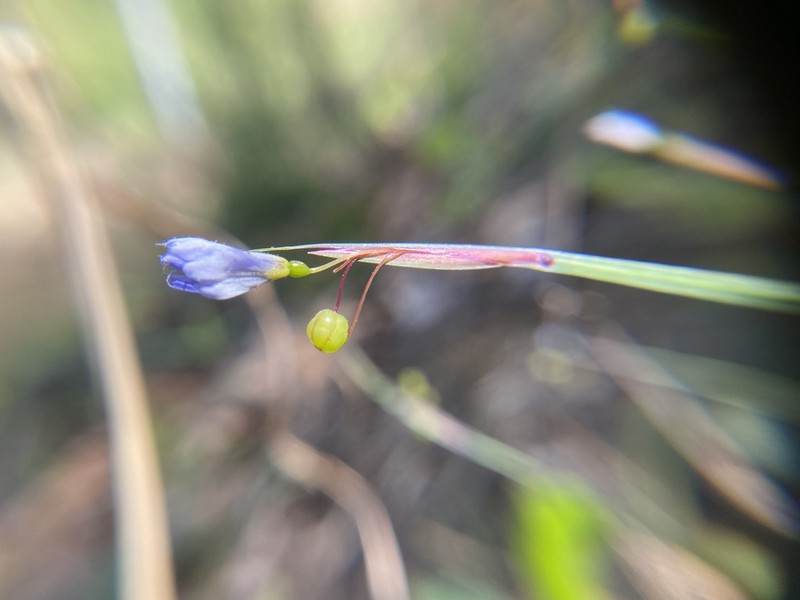 Needletip Blue-Eyed Grass