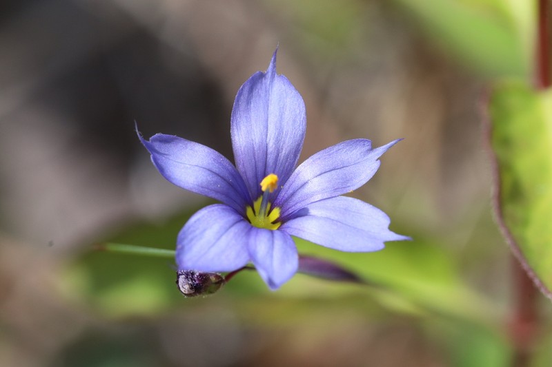 Needletip Blue-Eyed Grass photo 2