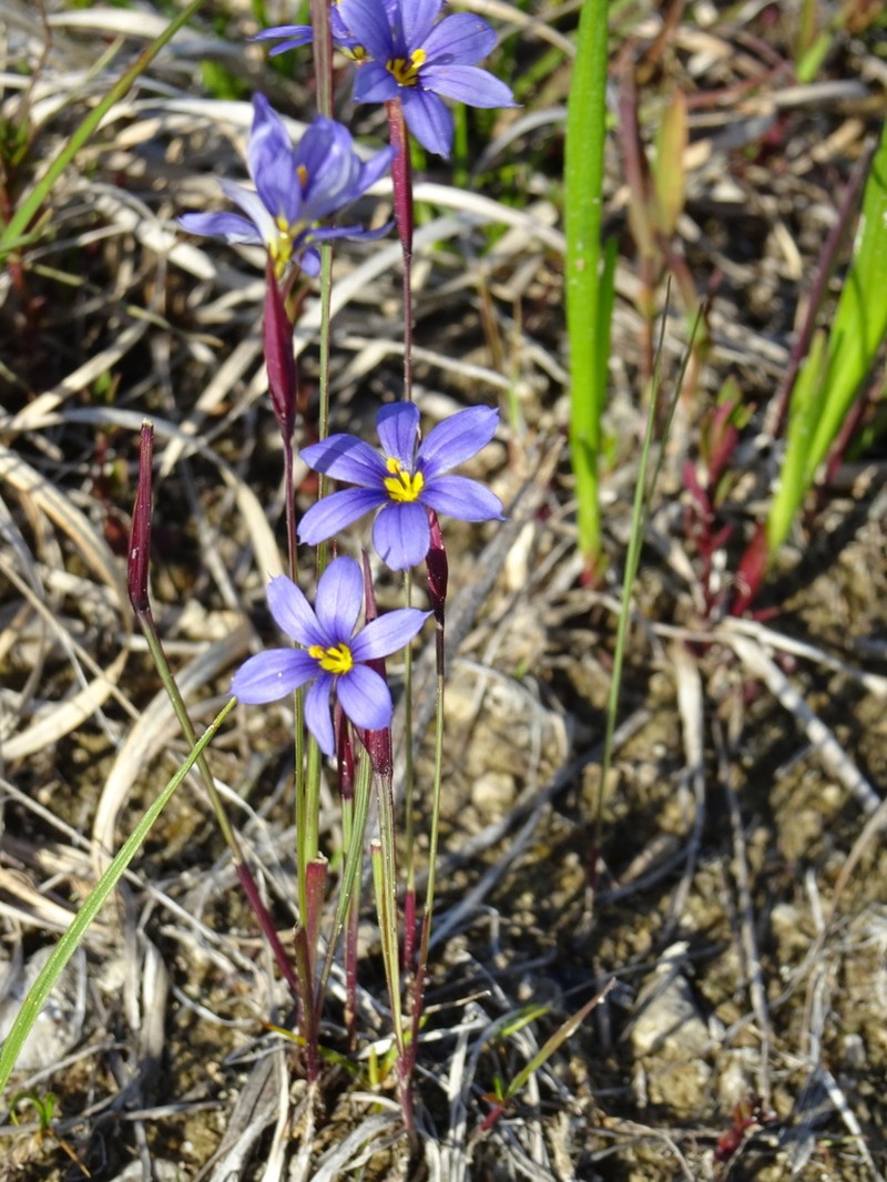 Needletip Blue-Eyed Grass photo 3