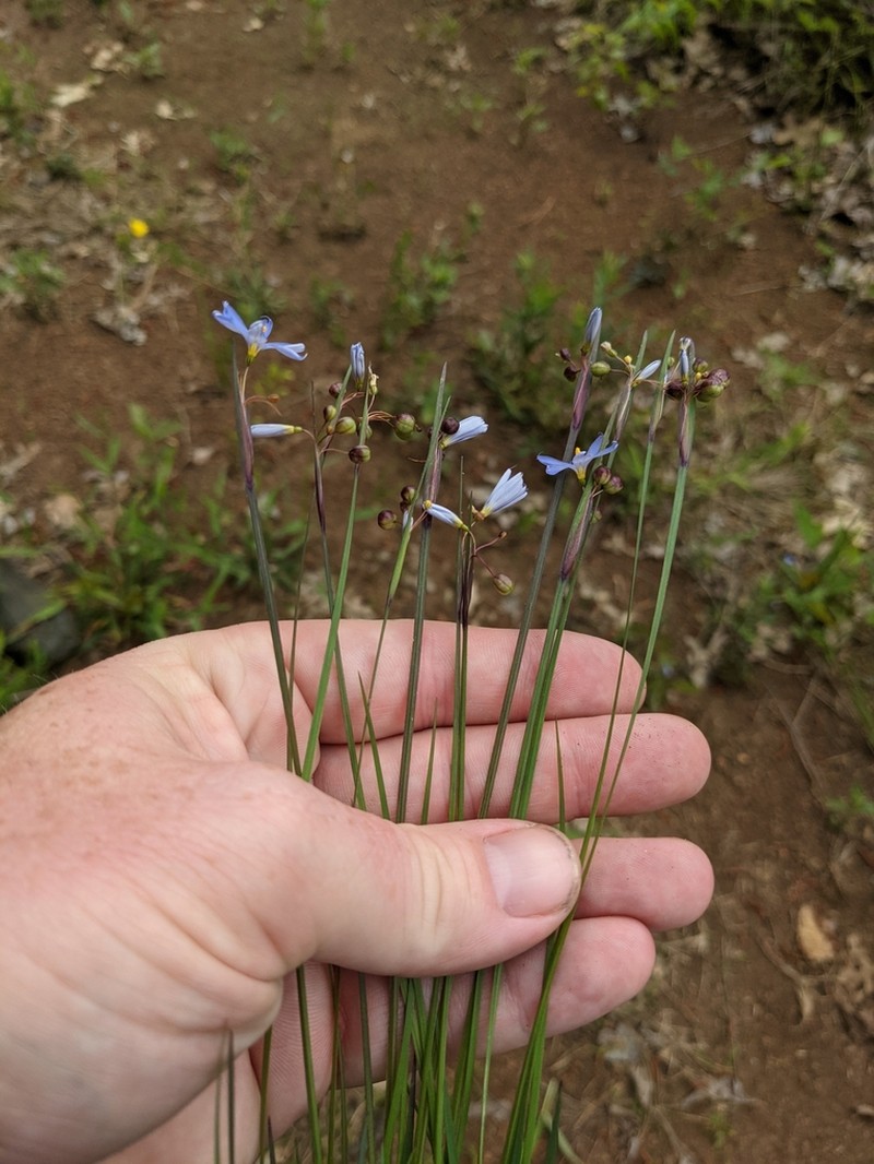 Needletip Blue-Eyed Grass photo 4