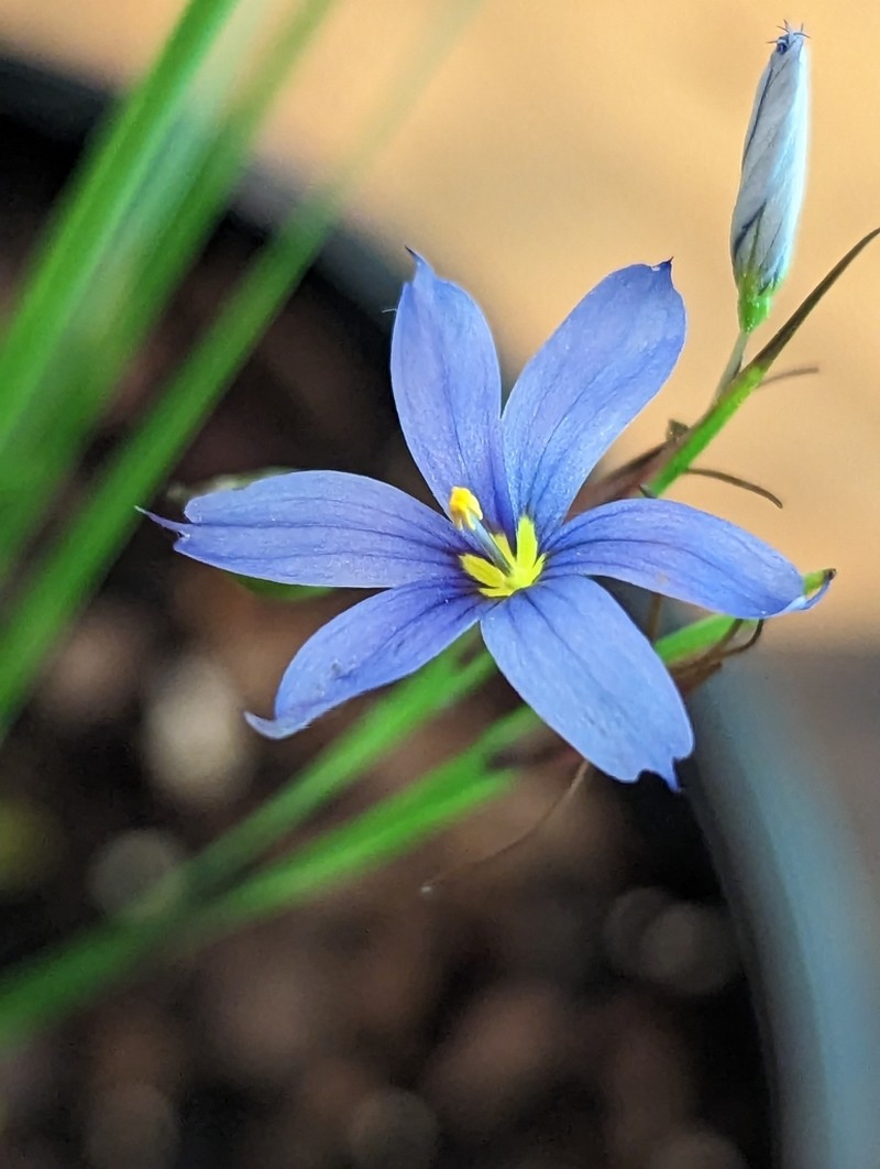 Needletip Blue-Eyed Grass photo 5
