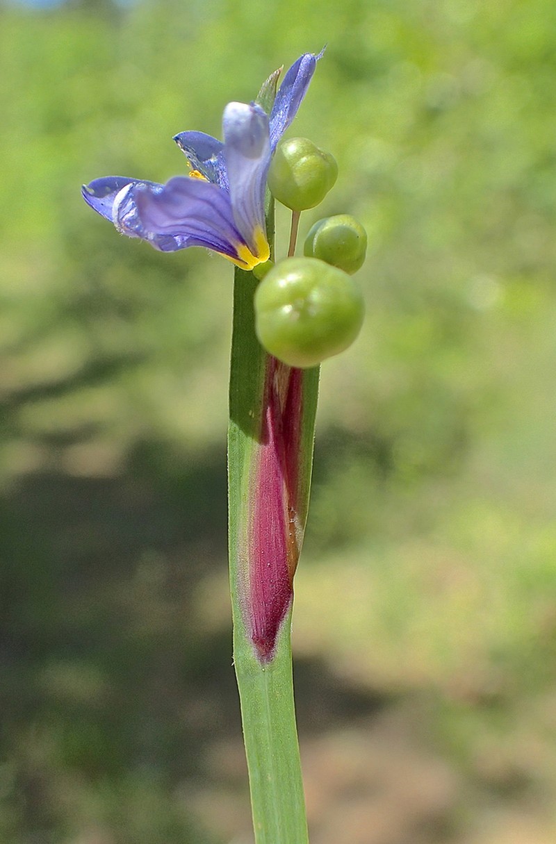 Needletip Blue-Eyed Grass photo 6