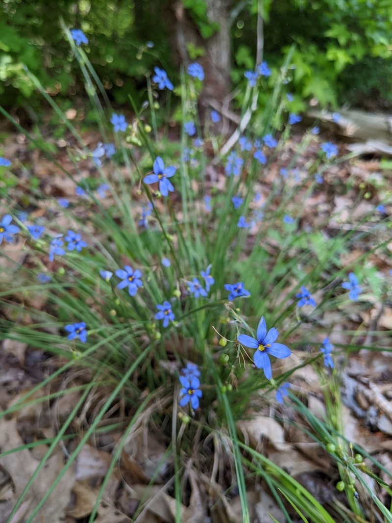 Needletip Blue-Eyed Grass photo 8