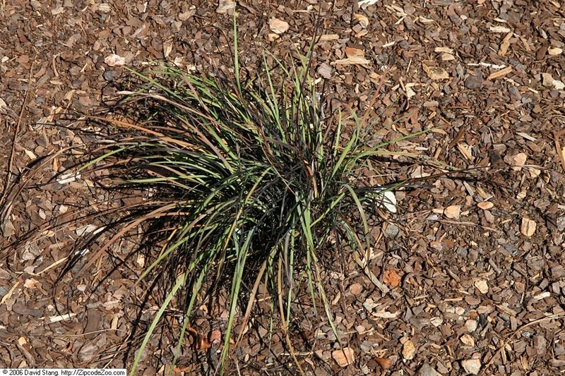 Needletip Blue-Eyed Grass photo 3