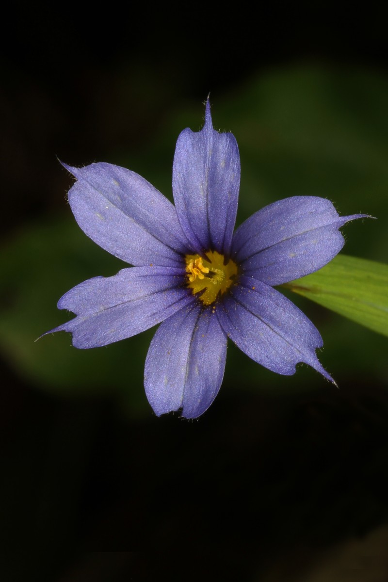 Needletip Blue-Eyed Grass photo 4