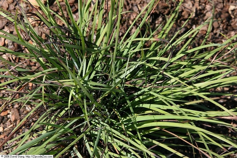 Needletip Blue-Eyed Grass photo 5