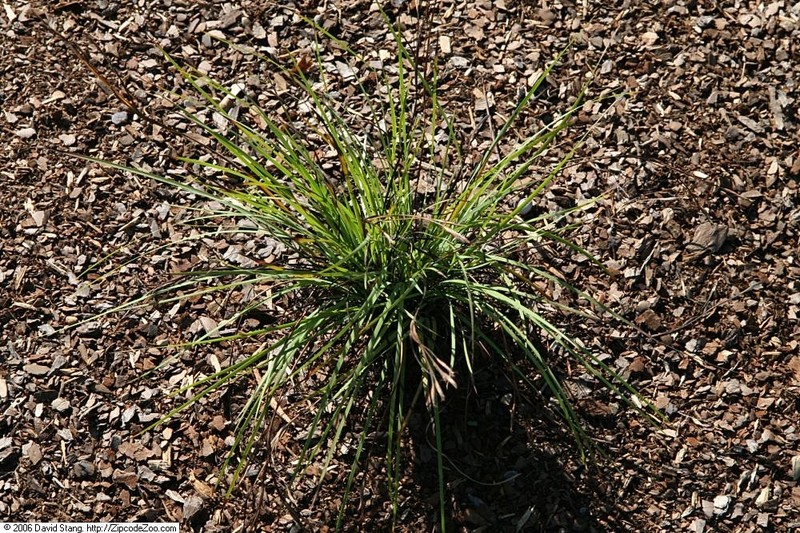 Needletip Blue-Eyed Grass photo 6