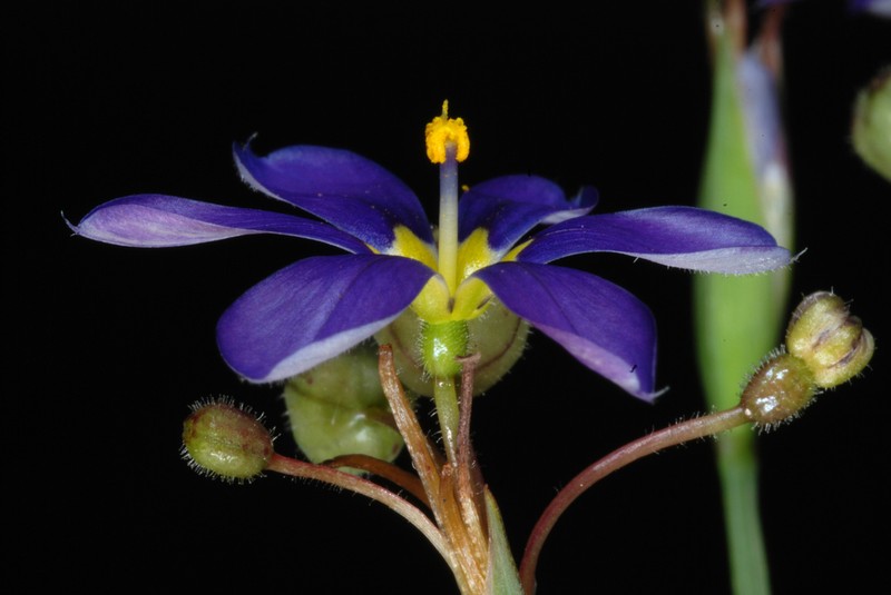 Sisyrinchium myrioflorum