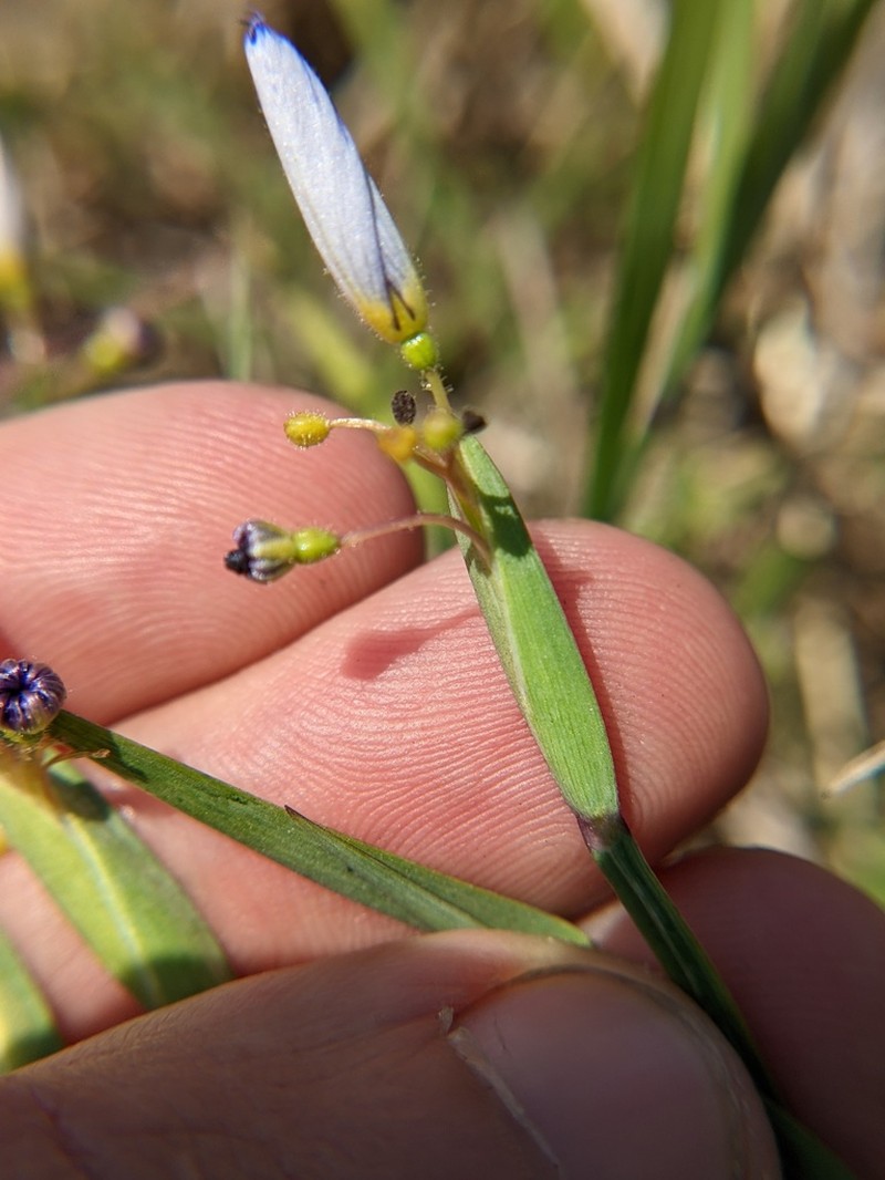 Sisyrinchium myrioflorum photo 2