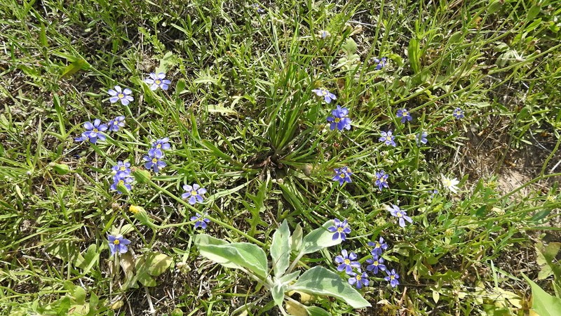 Sisyrinchium myrioflorum photo 3
