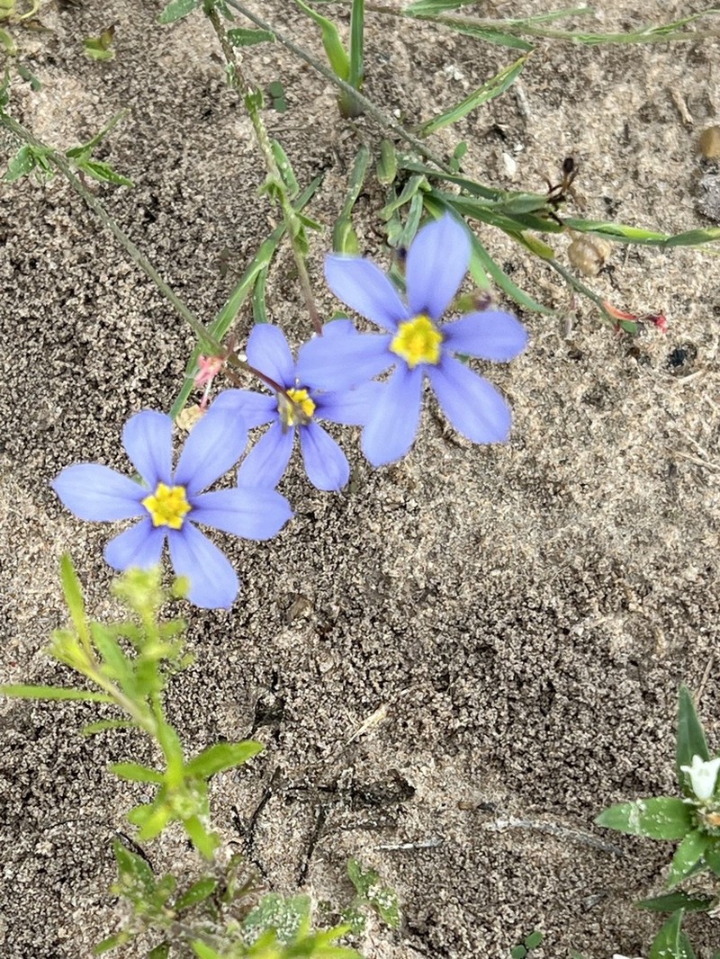 Sisyrinchium myrioflorum photo 4
