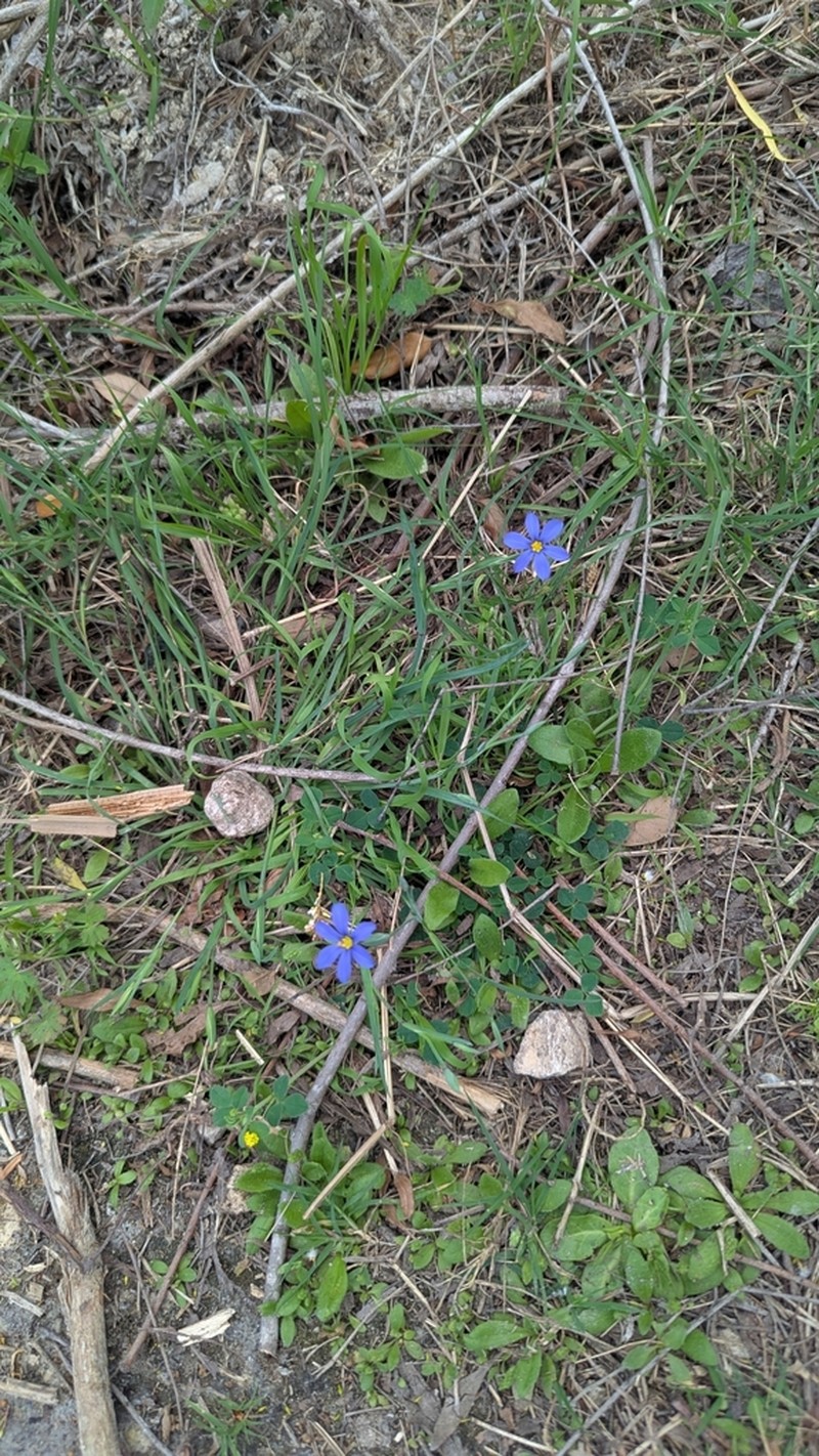 Sisyrinchium myrioflorum photo 4