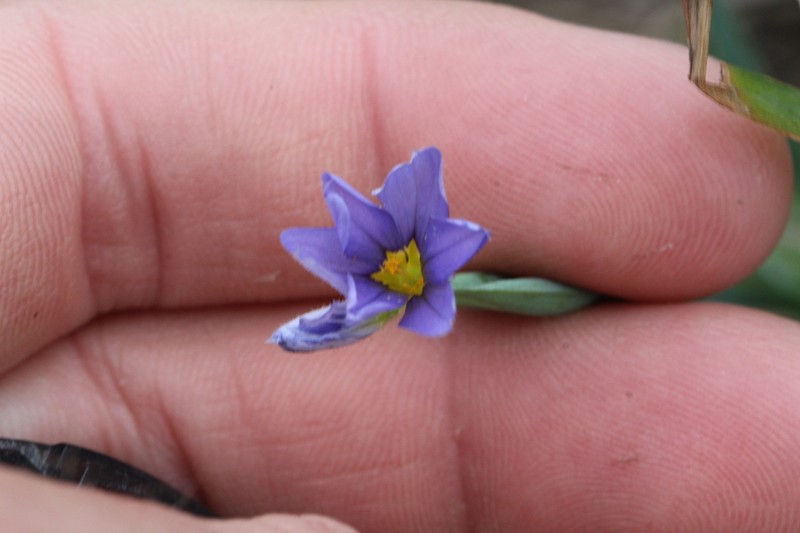 Sisyrinchium myrioflorum photo 5