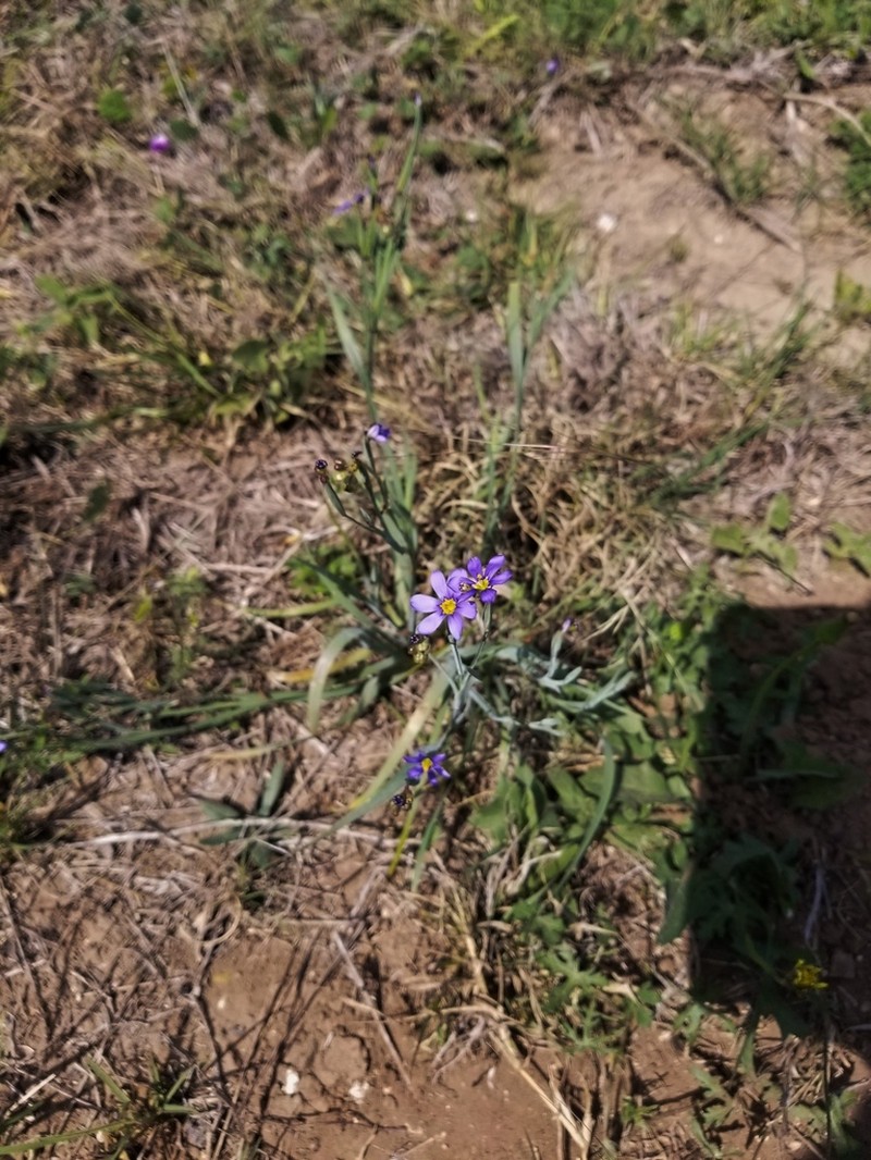 Sisyrinchium myrioflorum photo 6