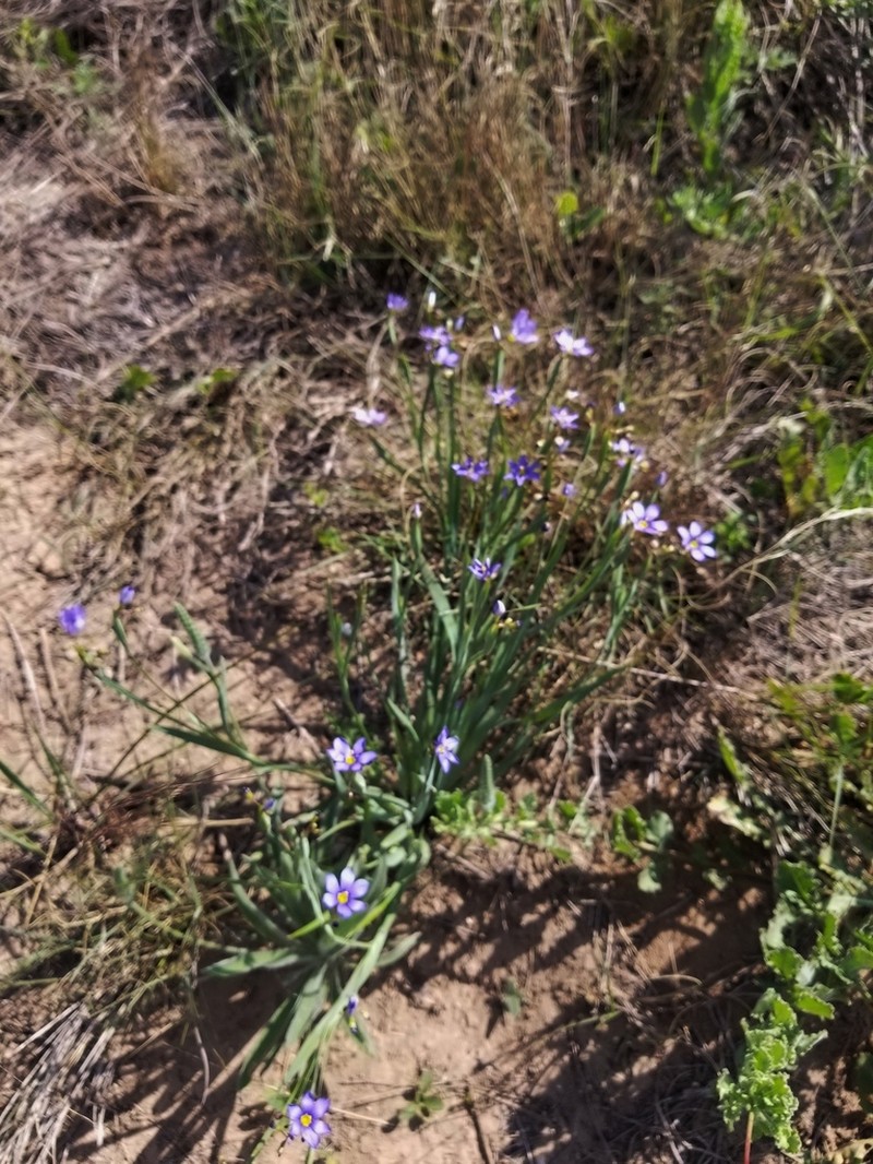 Sisyrinchium myrioflorum photo 7