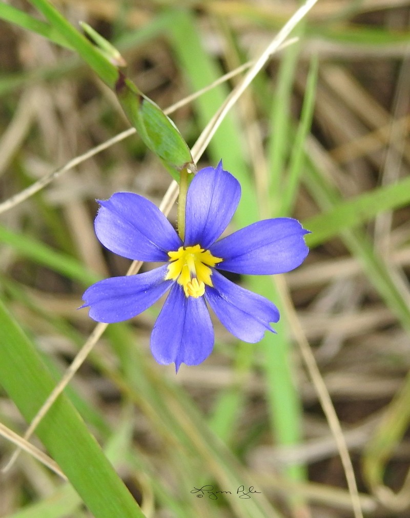 Sisyrinchium myrioflorum photo 8