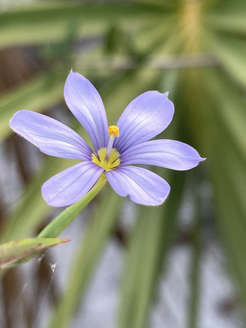 Nash's Blue-Eyed Grass