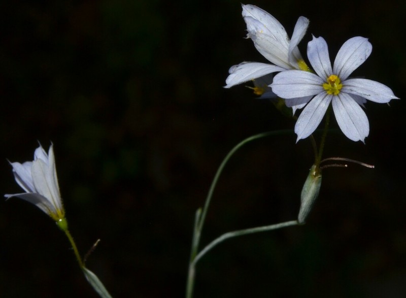 Nash's Blue-Eyed Grass photo 2