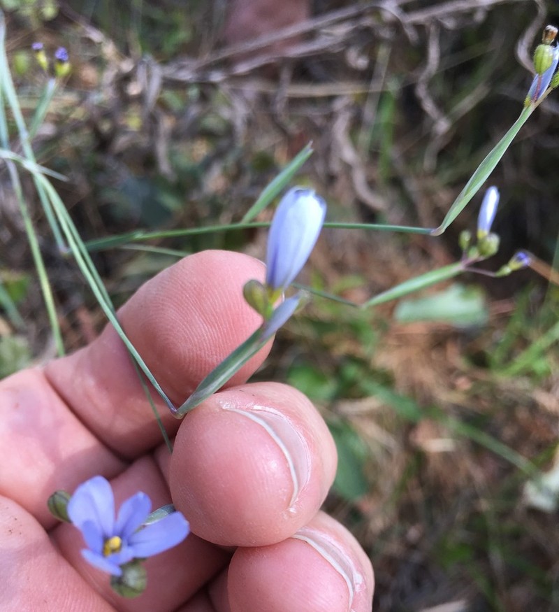 Nash's Blue-Eyed Grass photo 3