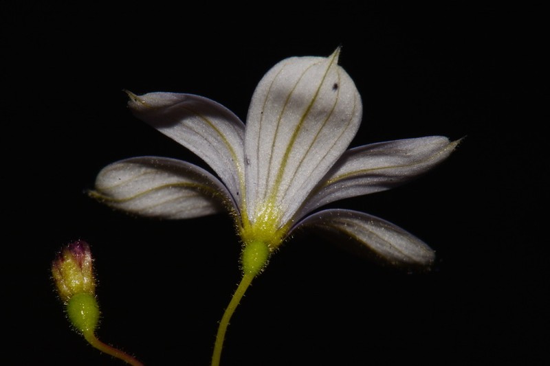 Nash's Blue-Eyed Grass photo 4