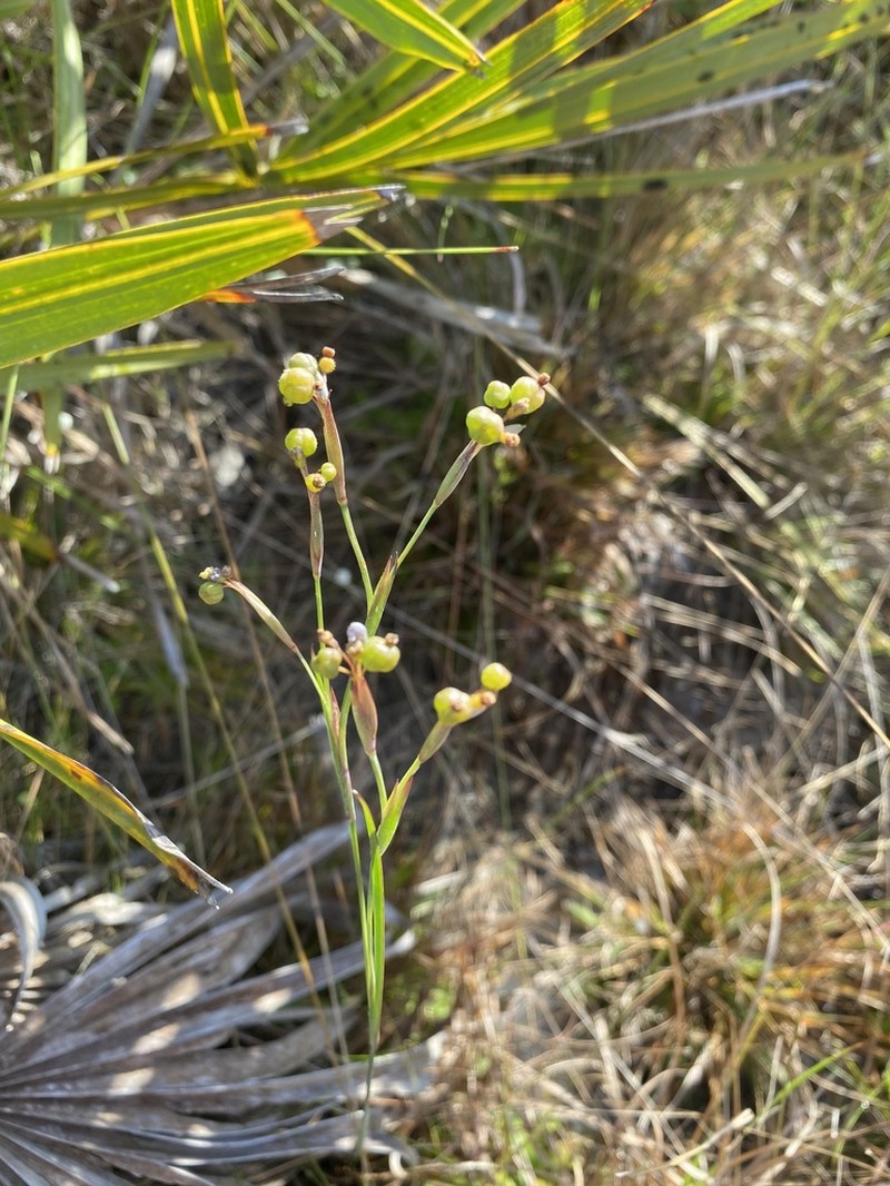 Nash's Blue-Eyed Grass photo 5