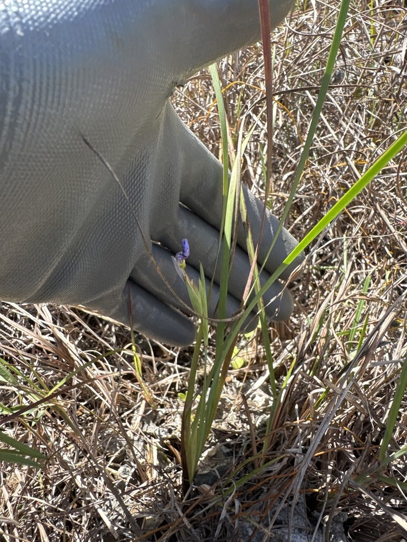 Nash's Blue-Eyed Grass photo 6