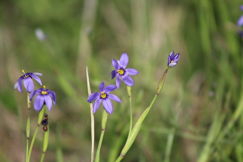 Nash's Blue-Eyed Grass photo 7