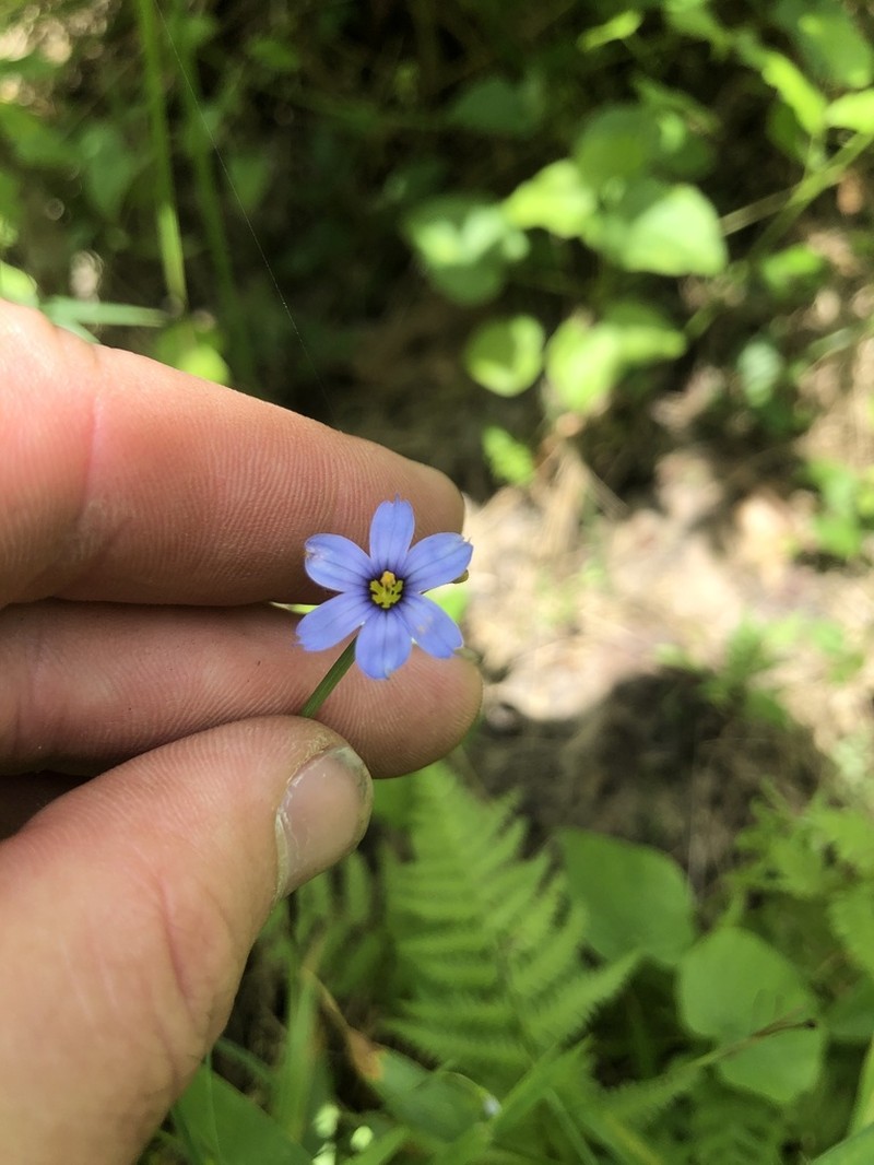 Nash's Blue-Eyed Grass photo 8