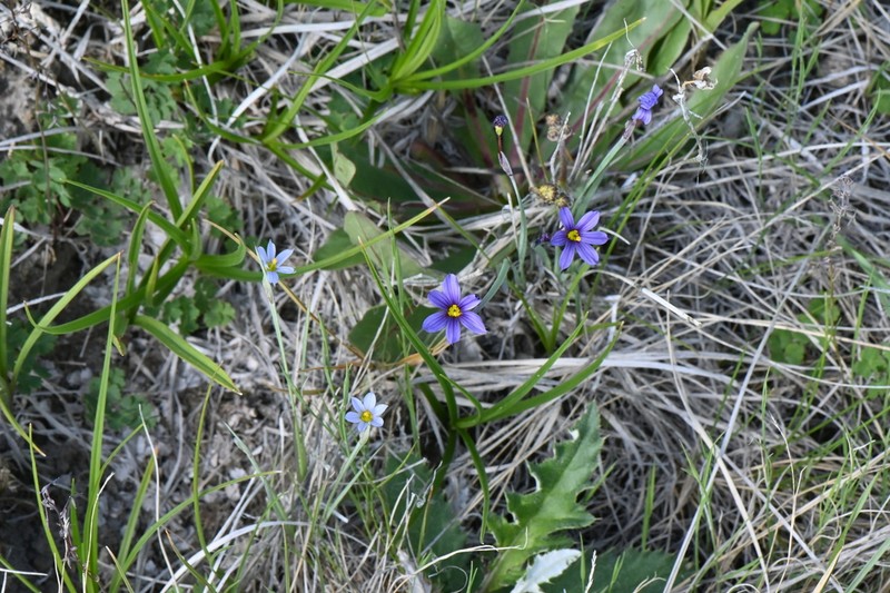 Pale Blue-Eyed Grass photo 2