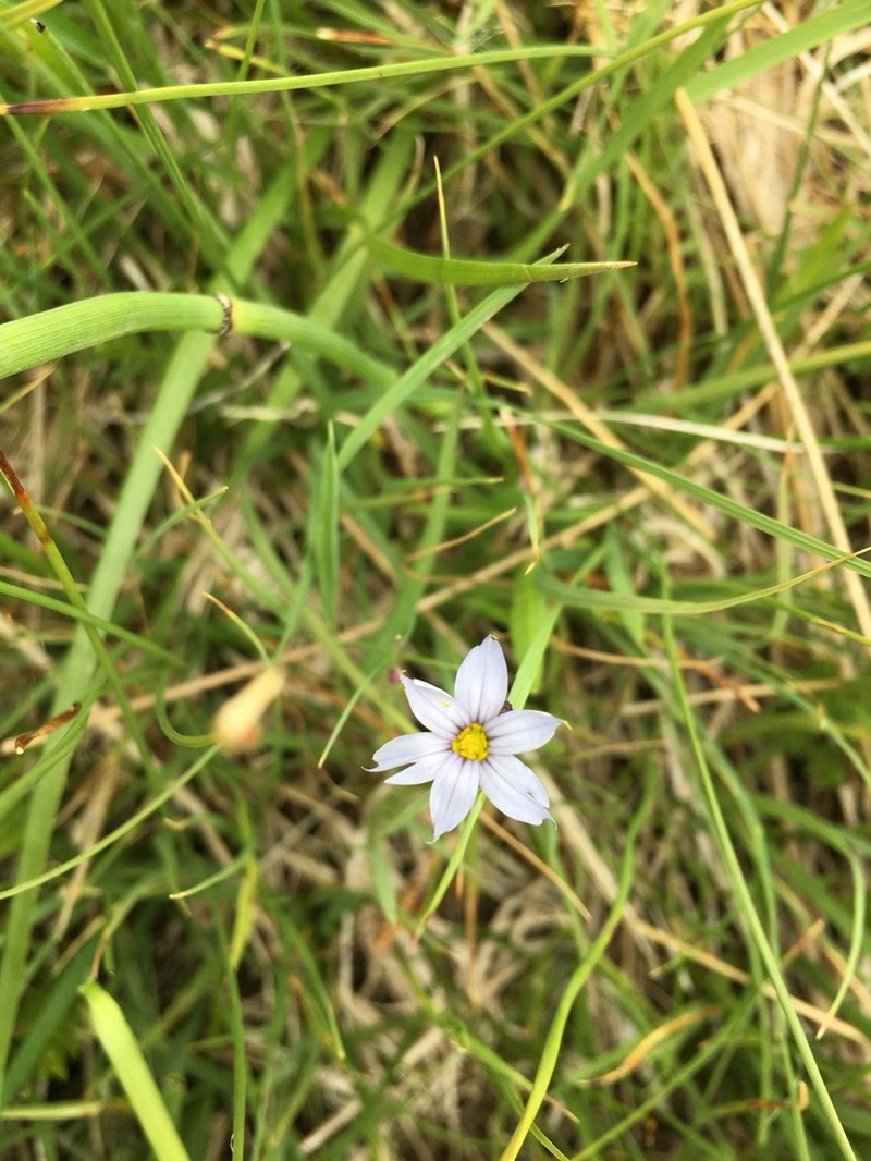 Pale Blue-Eyed Grass photo 3