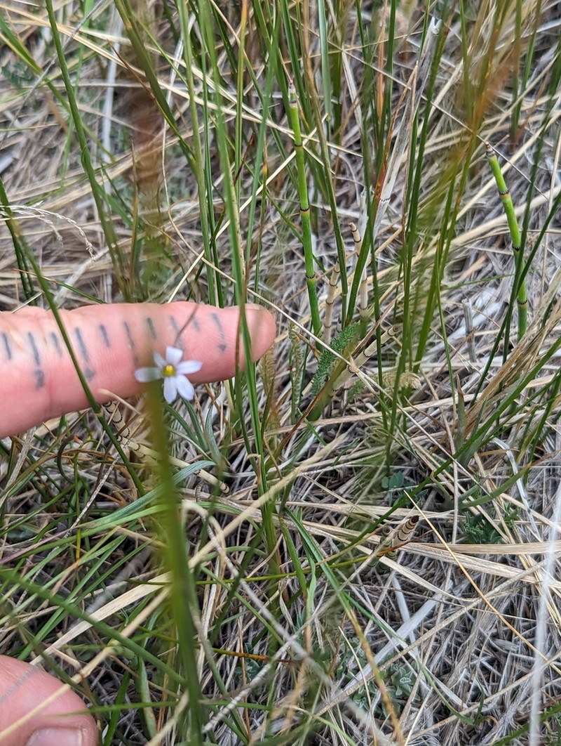 Pale Blue-Eyed Grass photo 5