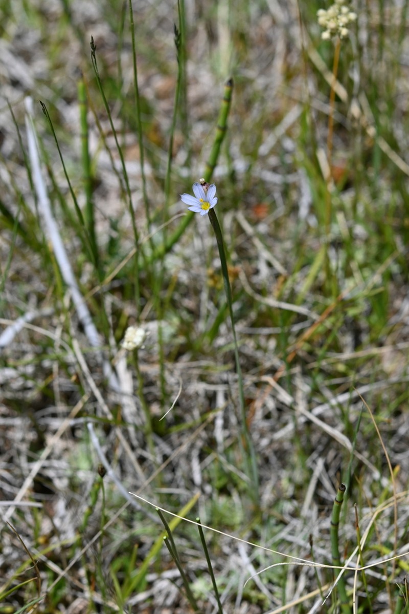 Pale Blue-Eyed Grass photo 6