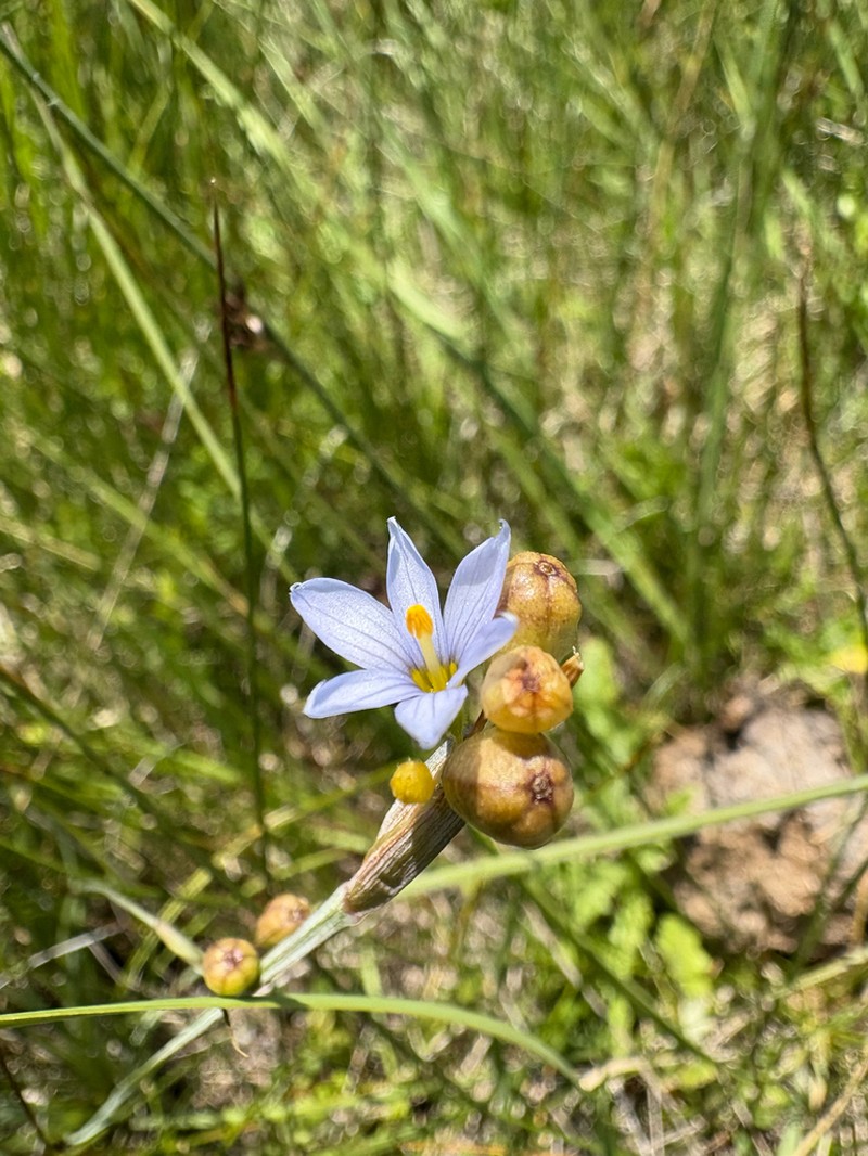 Pale Blue-Eyed Grass photo 7