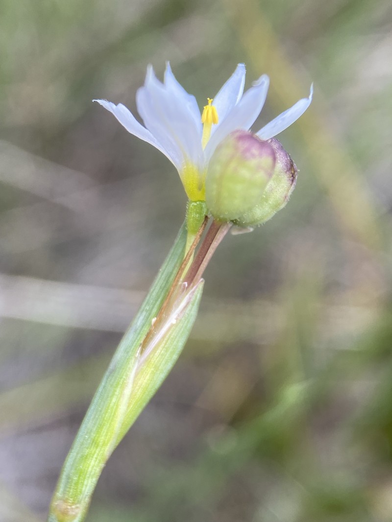 Pale Blue-Eyed Grass