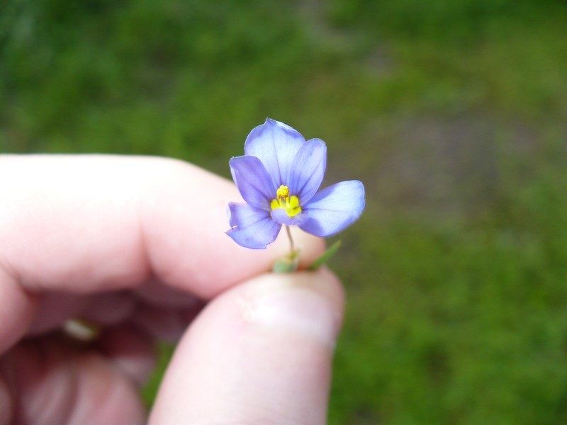 Sisyrinchium pruinosum