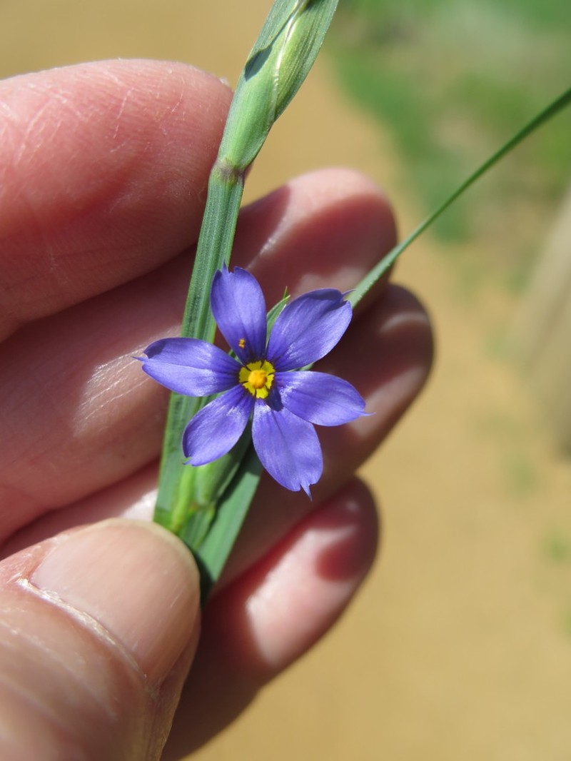 Sisyrinchium pruinosum photo 2